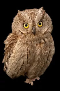 Image_Chante-Cevennes_PetitDuc