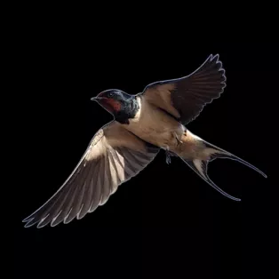 Image_Chante-Cevennes_Tourterelle